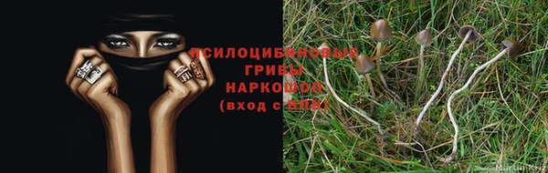 apvp Бородино